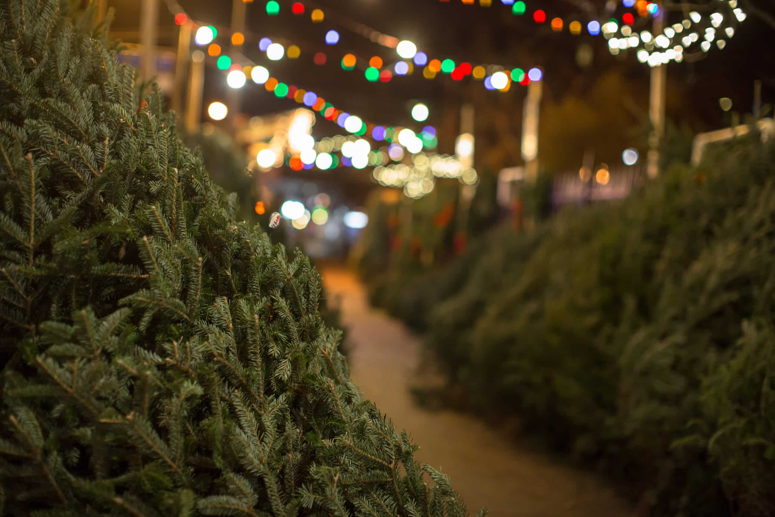 Christmas tree farm